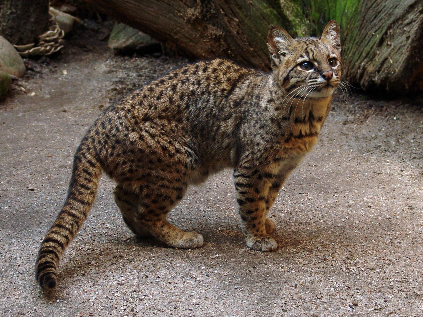 Чилийская кошка (кодкод) (leopardus guigna)