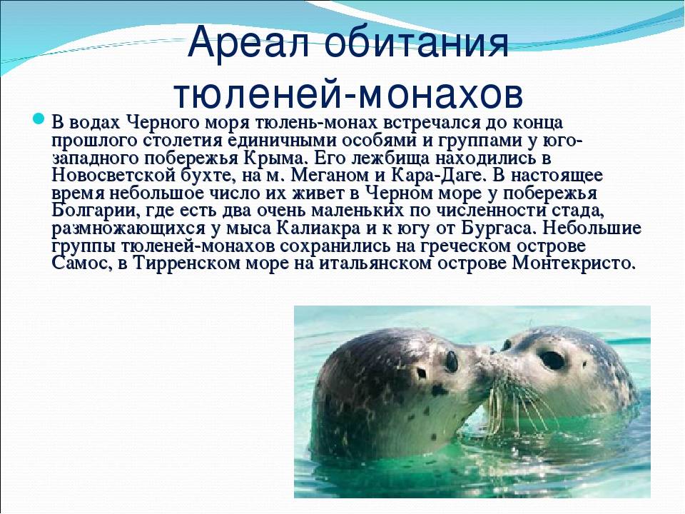 Сивуч - 1 ноября 2012 - блог - приморье