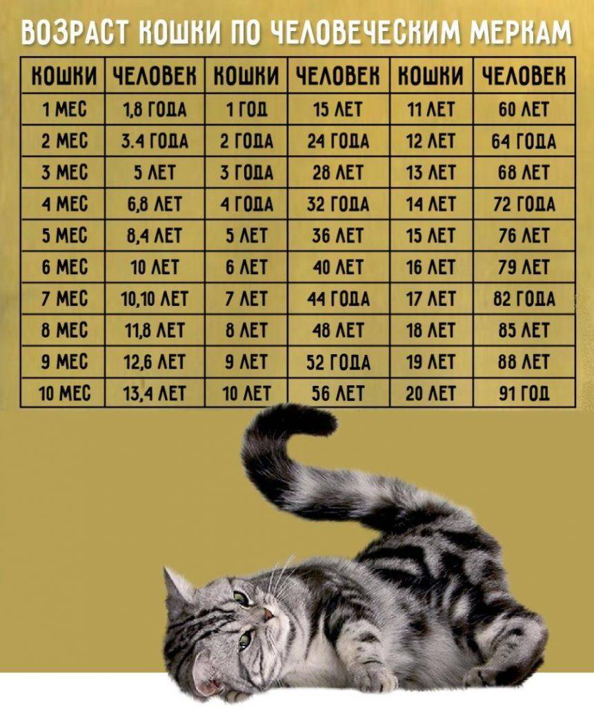 Возраст кошки по человеческим меркам: расчеты и таблица соответствия лет