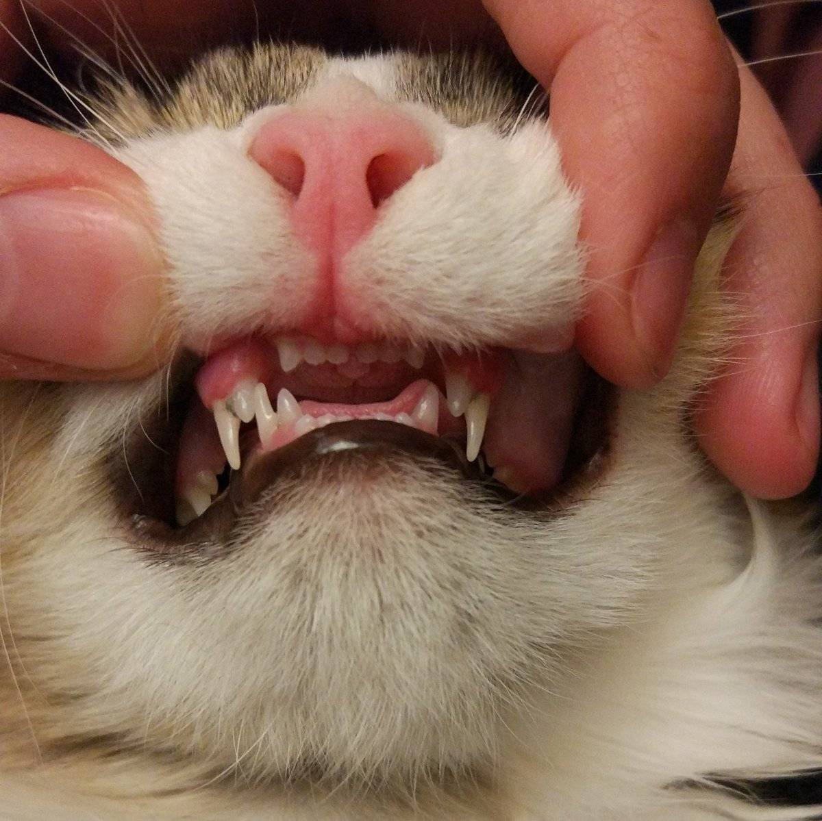 Когда у котов меняются молочные зубы и сколько зубов должно быть у кошек