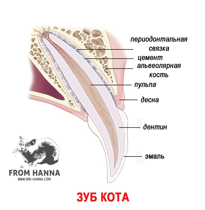 Сколько зубов у кота схема