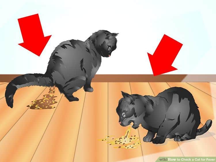 Почему кота рвет после еды непереваренной пищей и что с этим делать