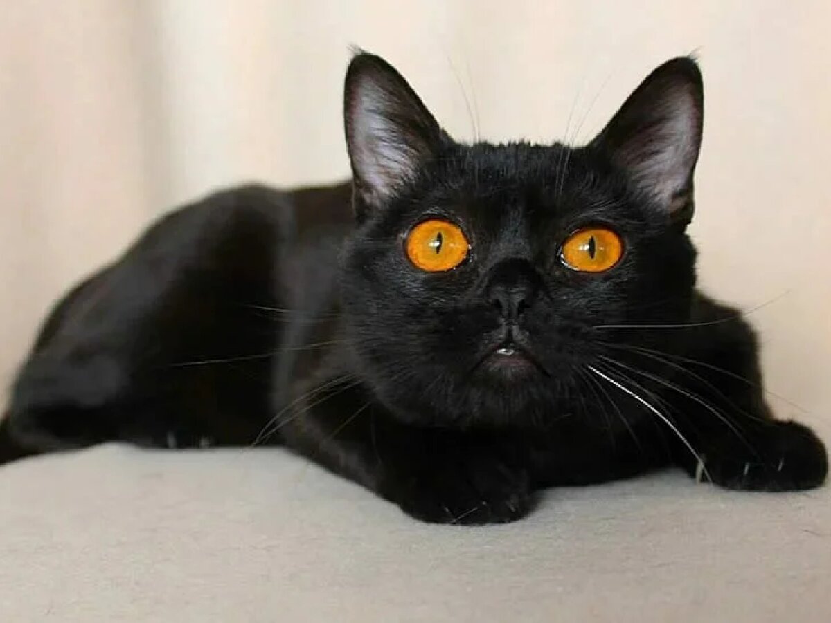 Бомбейская кошка — описание пород котов