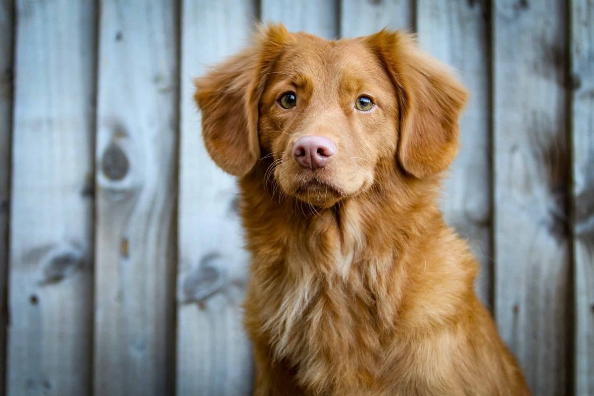 Новошотландский ретривер: собака толлер — описание породы