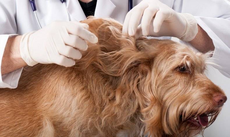Способы лечения мокнущей экземы у собак