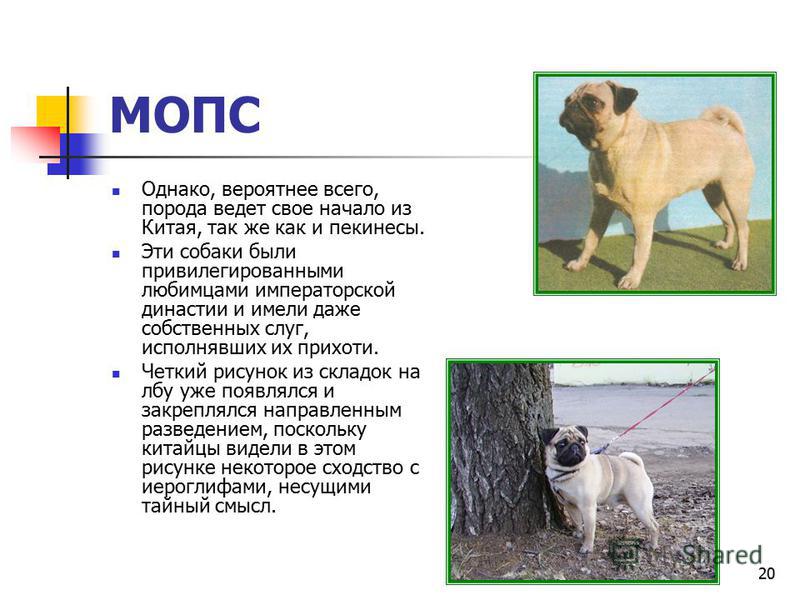 Мопс: фото, описание породы, окрасы, характер собаки, беременность у мопсов и уход за породой