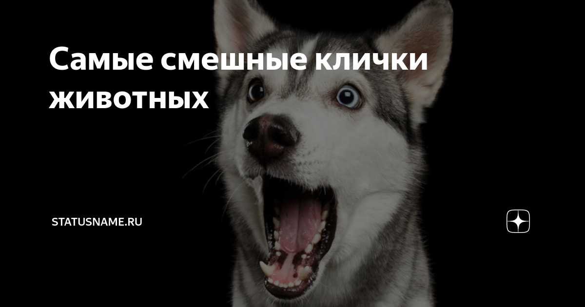 ᐉ самые прикольные и забавные клички для собак - ➡ motildazoo.ru
