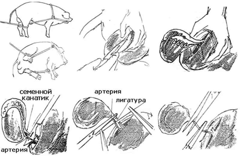 Кастрация грызунов - неовет24 сеть ветеринарных клиник