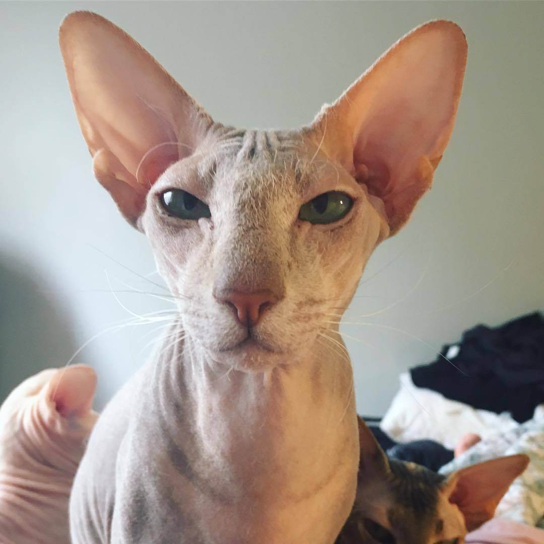 Петерболд кошка фото с шерстью