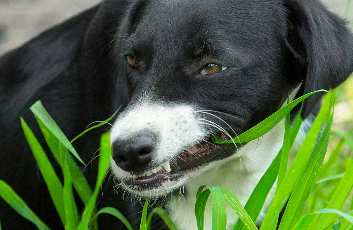 Почему собака ест траву