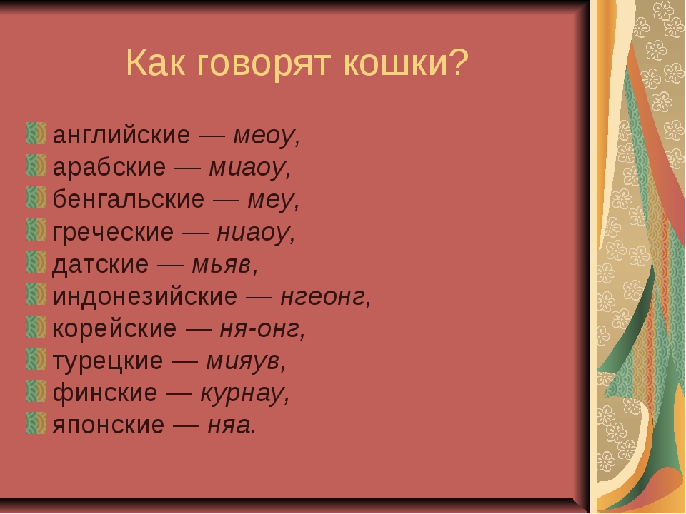 Как понять язык кошки?