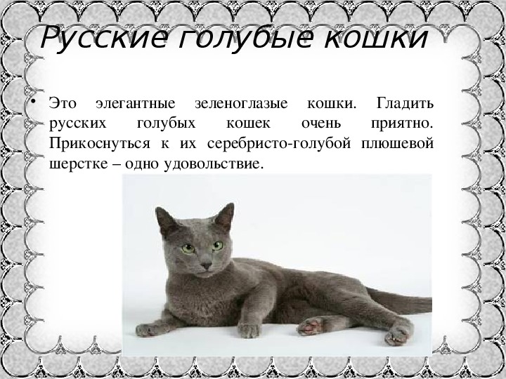 Примеры основных пород русских кошек: белая, голубая, черная и другие