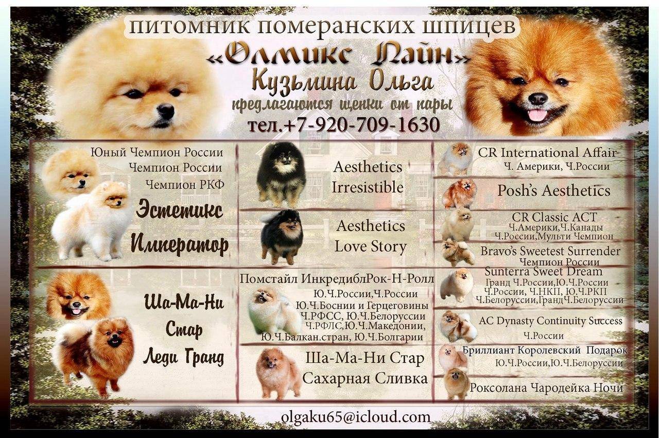 Клички для шпицев — имена для мальчиков и девочек