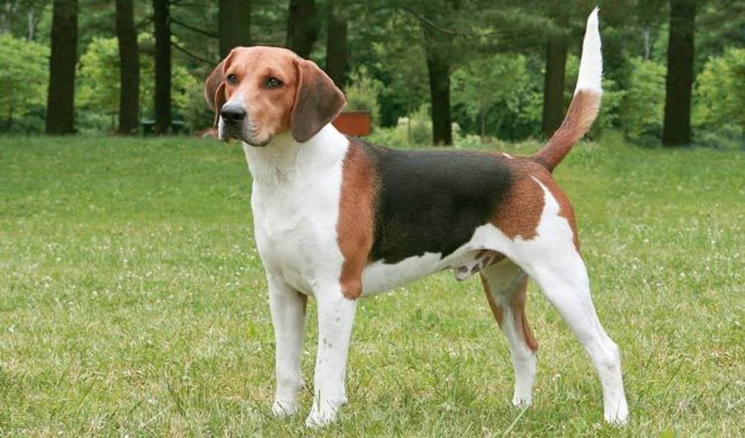 Собака бигль — характеристика породы, плюсы и минусы