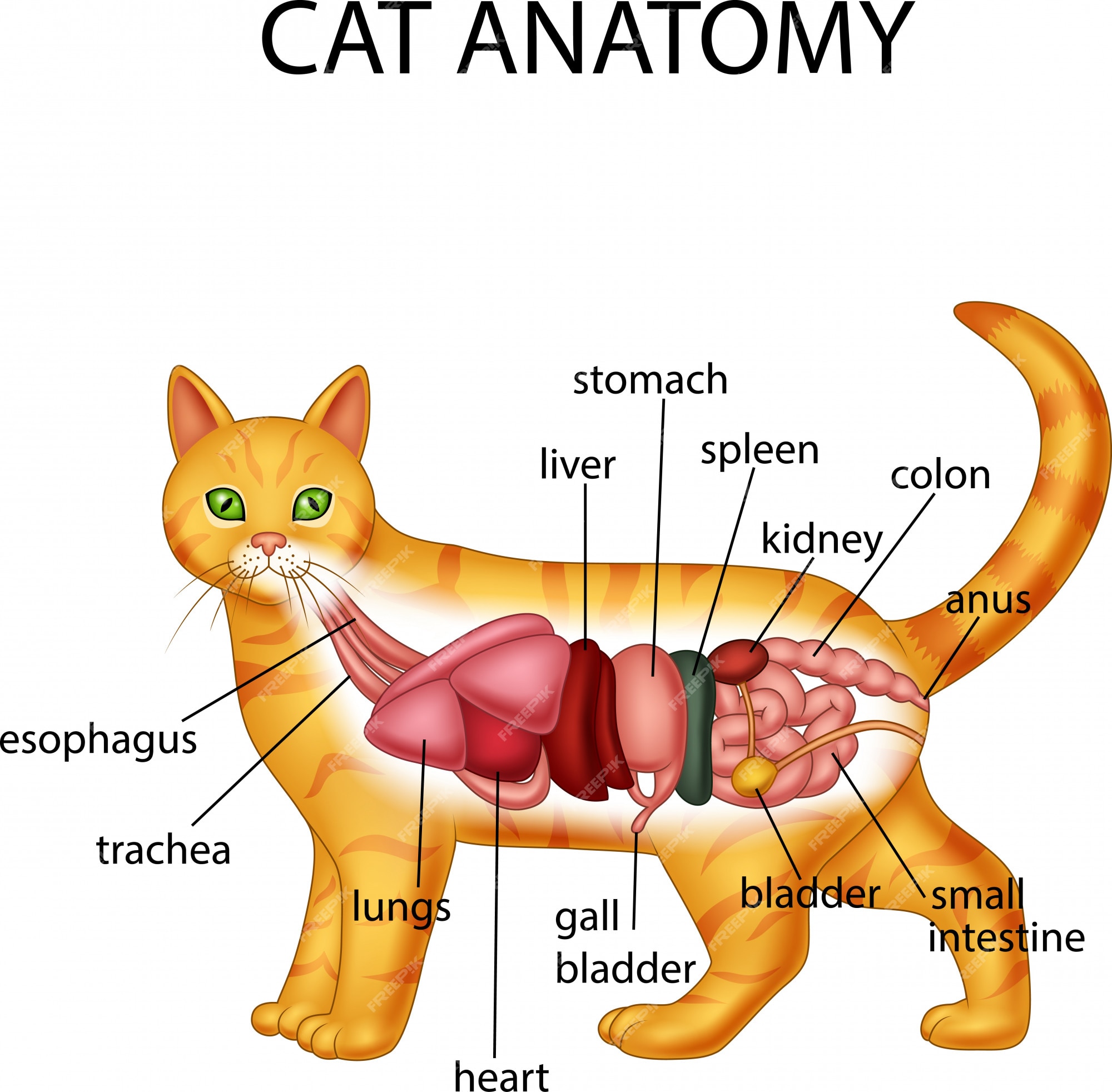 Патологии сердца у кошек (кардиомиопатия)