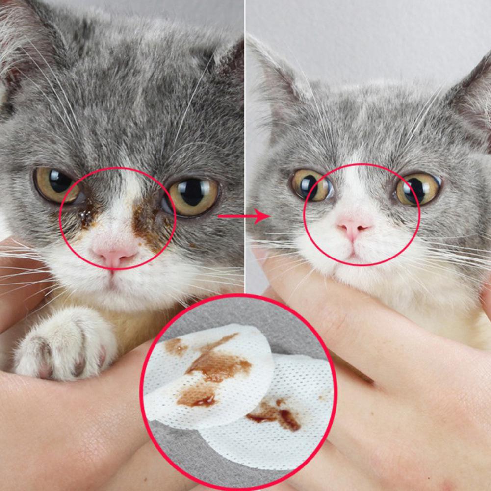 У котенка гноятся глаза: чем лечить в домашних условиях, как промыть глазки?