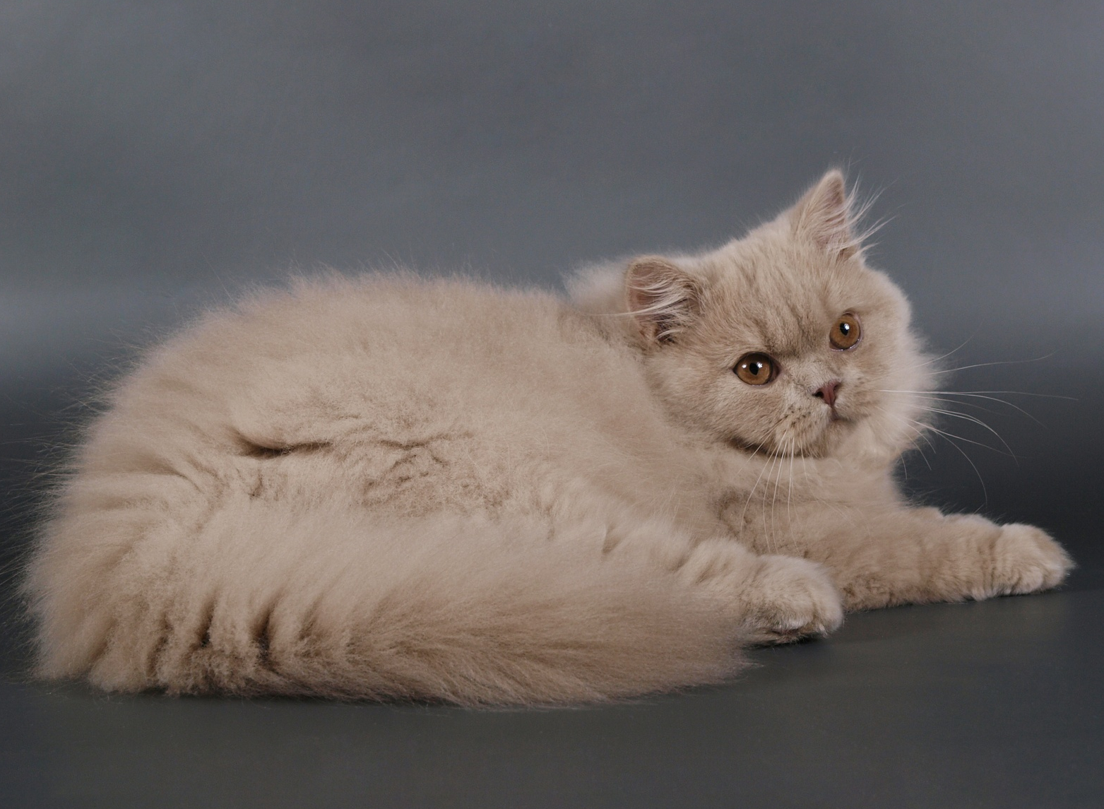 Британская длинношерстная кошка: фото, описание породы и характера - питомник элитных британских кошек, котят elite british