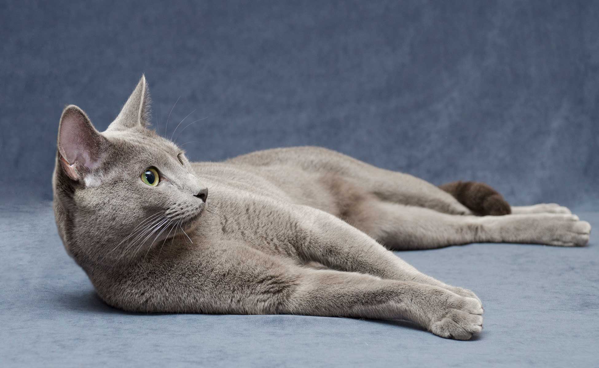 Русская голубая кошка – популярная порода короткошерстных кошек: подробности +видео