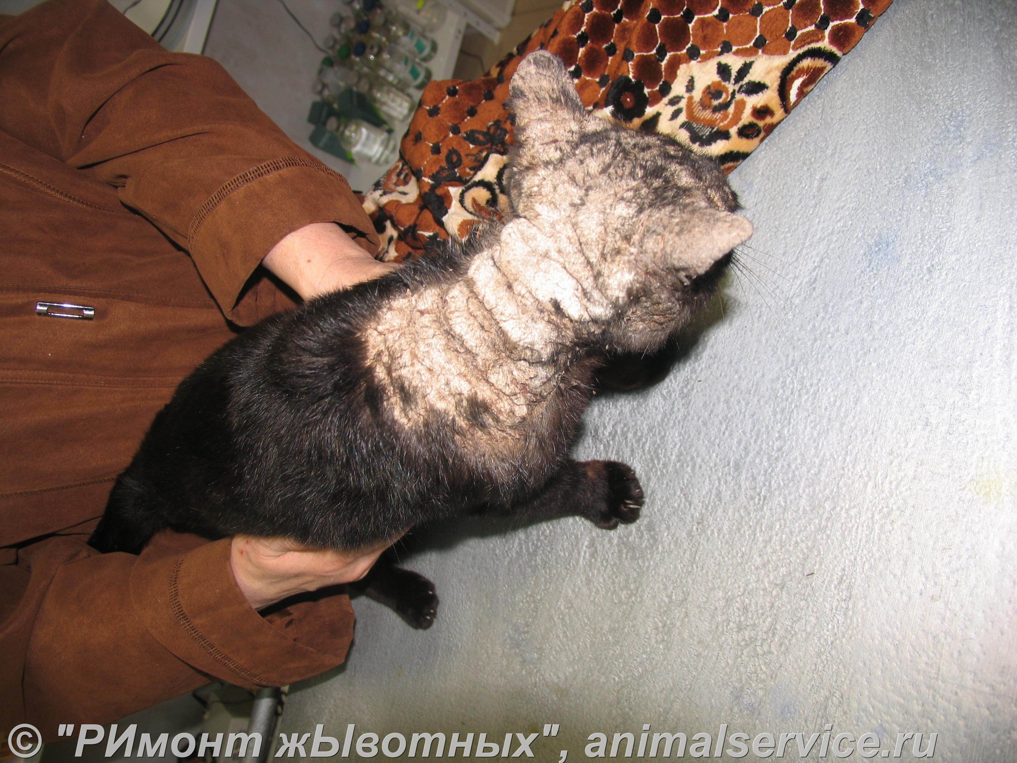 Нотоэдроз у кошек: фото симптомов и лечение чесотки
