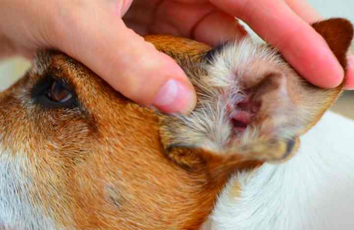 Симптомы ушного клеща у собаки, капли для лечения и домашние средства