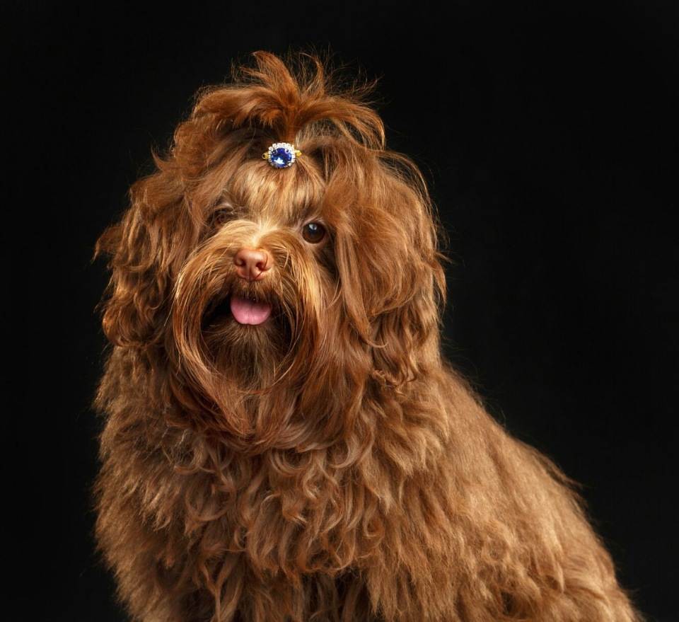 Порода собак русская цветная болонка и ее характеристики с фото