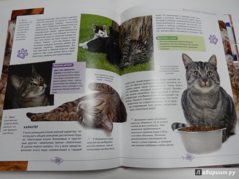 Правильное воспитание кошки: советы и рекомендации экспертов | ваши питомцы