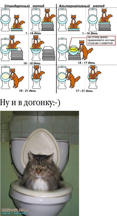 Как приучить котенка к лотку: легкая инструкция с советами, что делать и как выбрать лучший лоток