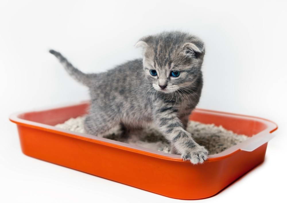 Кошачий туалет — выбор, типы, наполнители, закрытый лоток