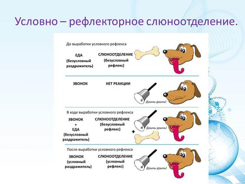 У кота текут слюни изо рта: из-за чего такое случается?