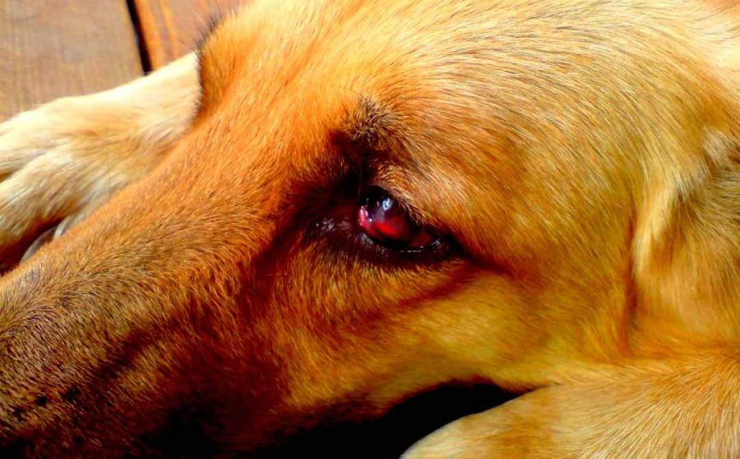 Почему у собаки красные глаза