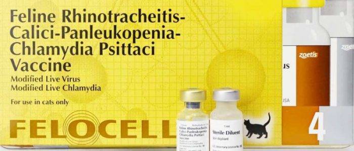 Фелоцел: вакцина для кошек от опасных инфекций