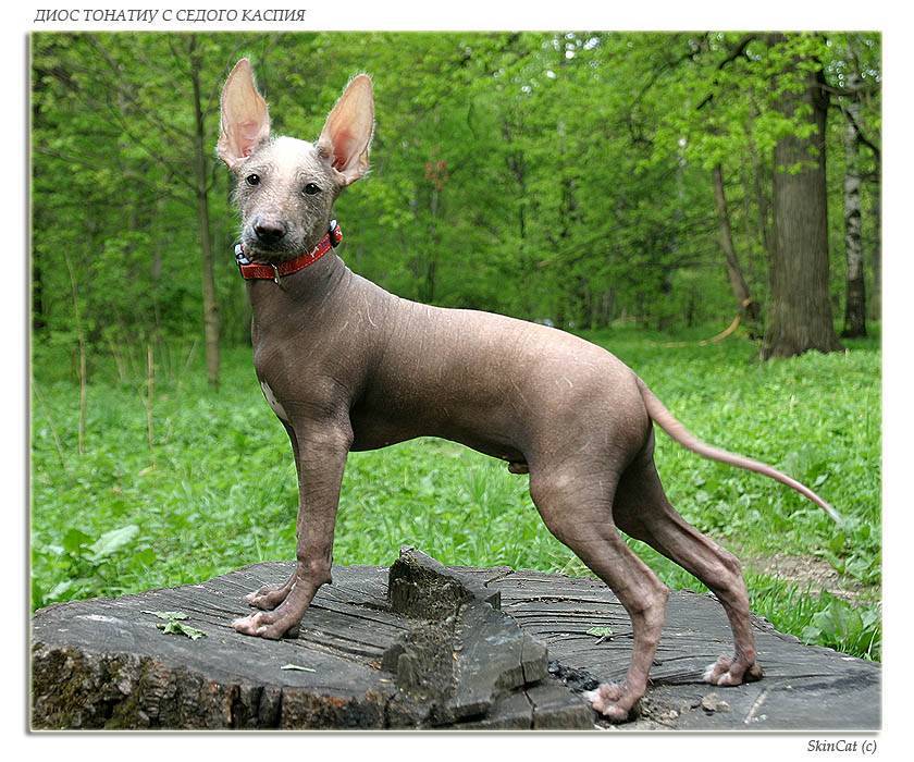 Стандарт мексиканской голой собаки с фото, описание лысой ксоло и в шерсти, характер и особенности ксолоитцкуинтли