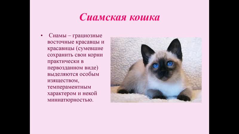 Тонкинская кошка: 69 фото, виды, окрасы, характер, стандарт породы