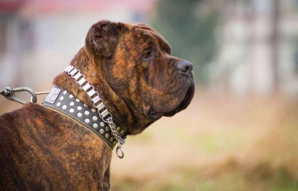 Четвероногий гладиатор: все об американском бандоге