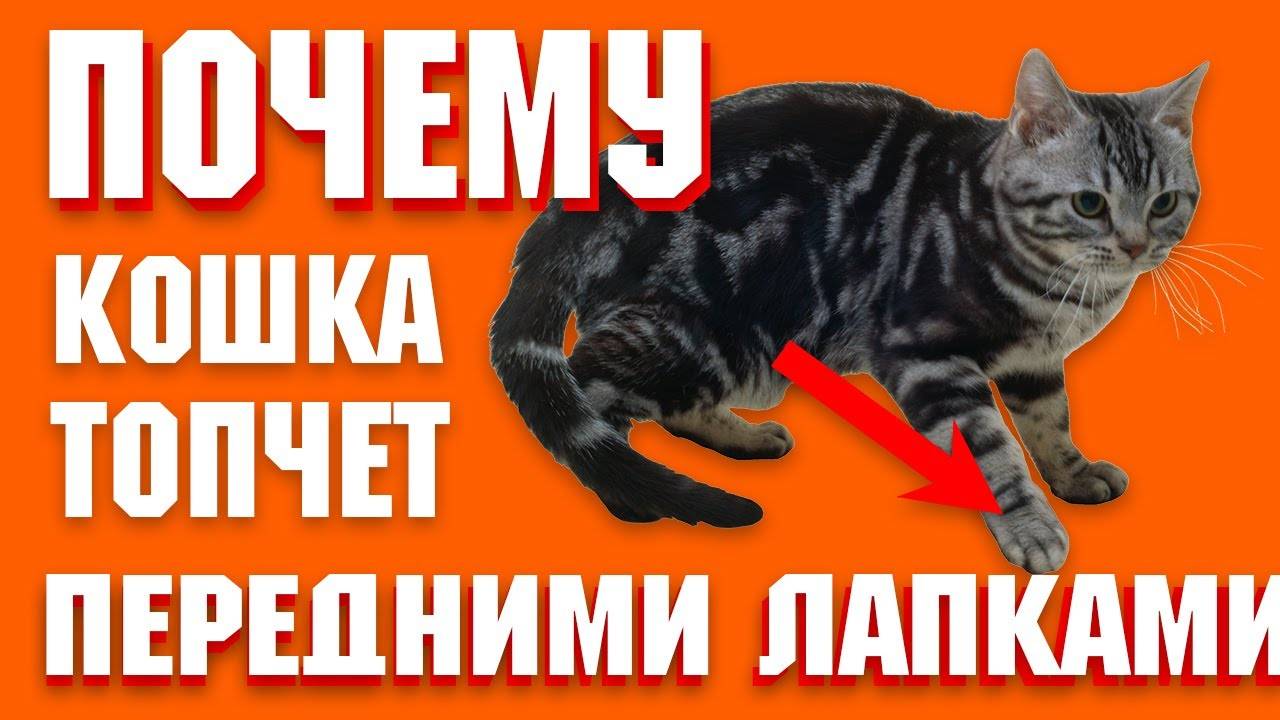 Почему кошки топчут нас лапками: мнение ученых и народная молва о том, почему кот может топтаться на хозяине