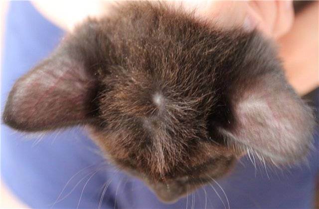 Почему у кошки коричневые выделения из глаз