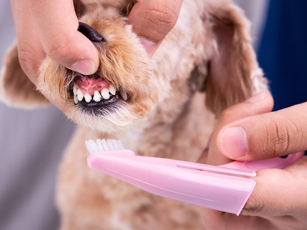 Чем и как чистить зубы кошке дома