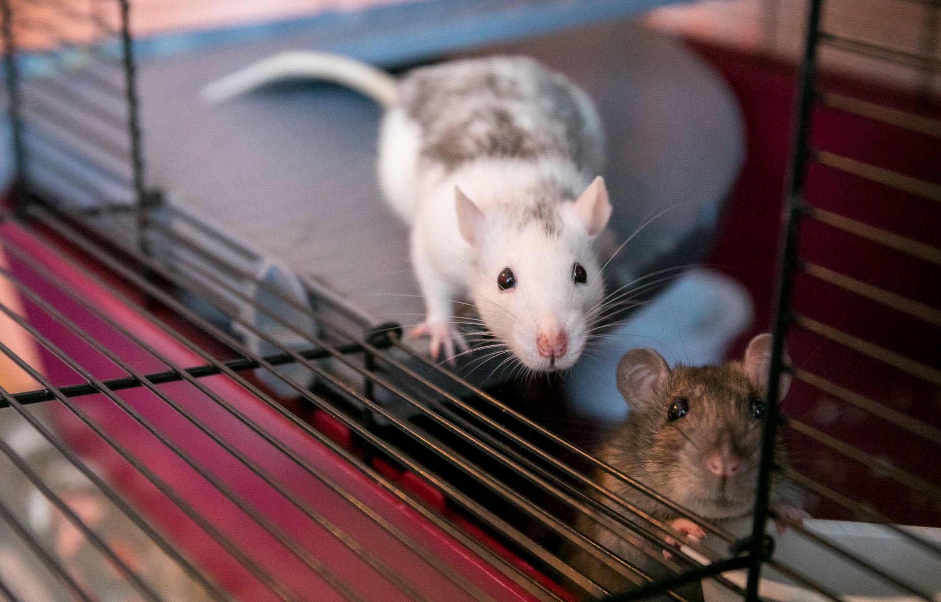 Сколько стоит домашняя крыса
