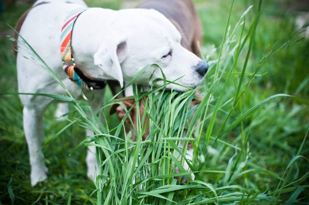 Почему собака ест траву и когда начинать беспокоиться