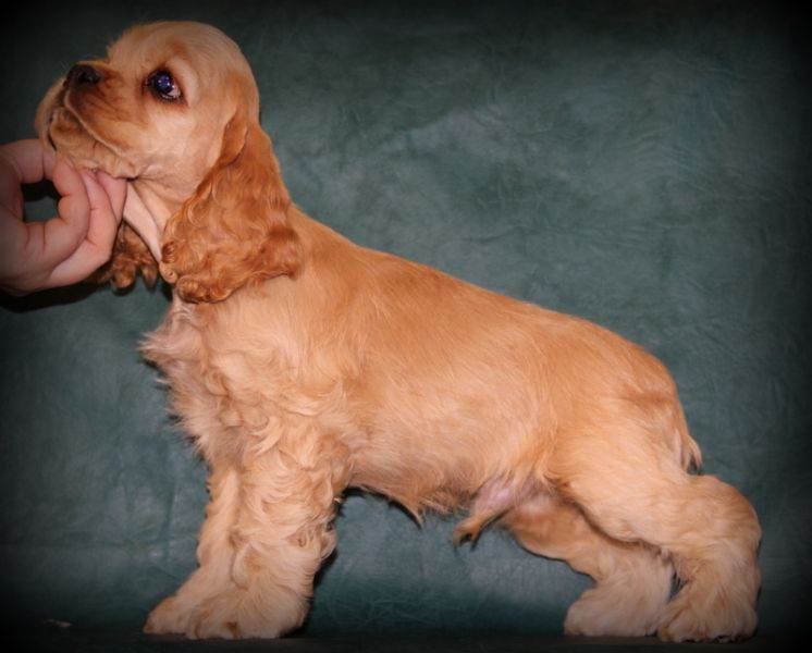 Порода собак спаниель мини — сайт эксперта по животным — howmeow