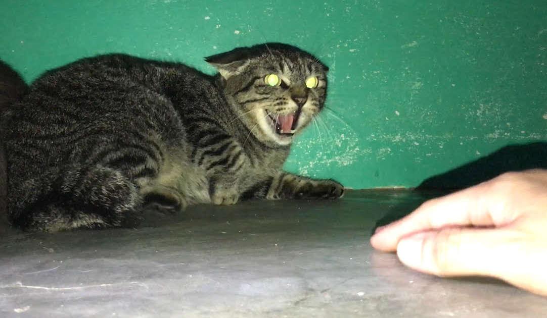 Почему домашние коты и кошки вдруг становятся агрессивными, нападают на хозяев и кусают их?