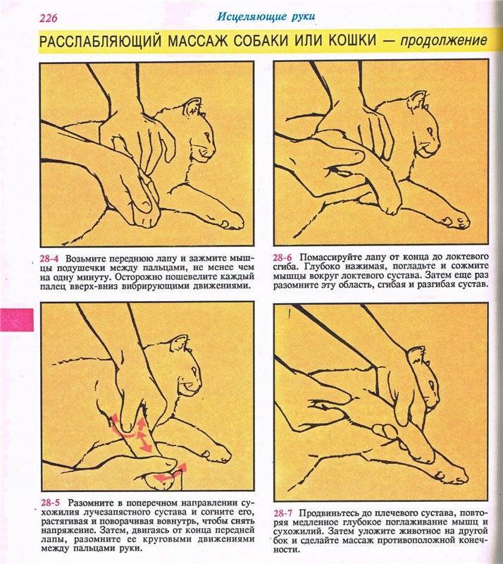 Как делать массаж кошке (с иллюстрациями) - wikihow