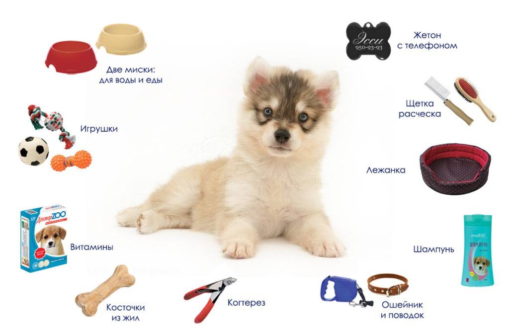 Обзор игрушек для собак: предназначение, виды, мастер-класс по изготовлению