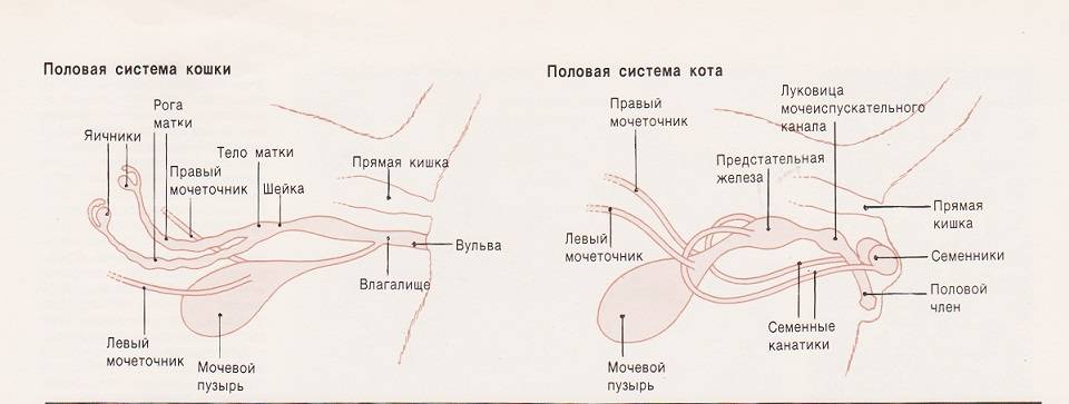 Матка и яичники кошки фото