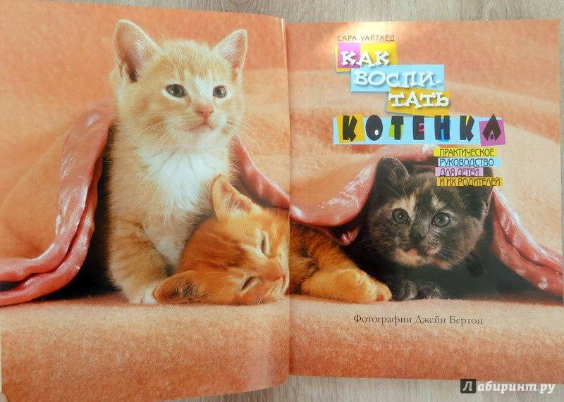 ᐉ как воспитывать котенка? - ➡ motildazoo.ru