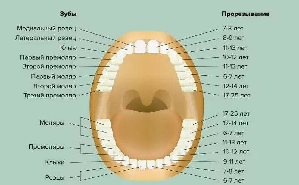 Зубы человека у детей. Зубы человека схема прорезывания. Зубы резцы клыки премоляры моляры. Схема прорезывания коренных зубов. Коренные зубы порядок прорезывания.