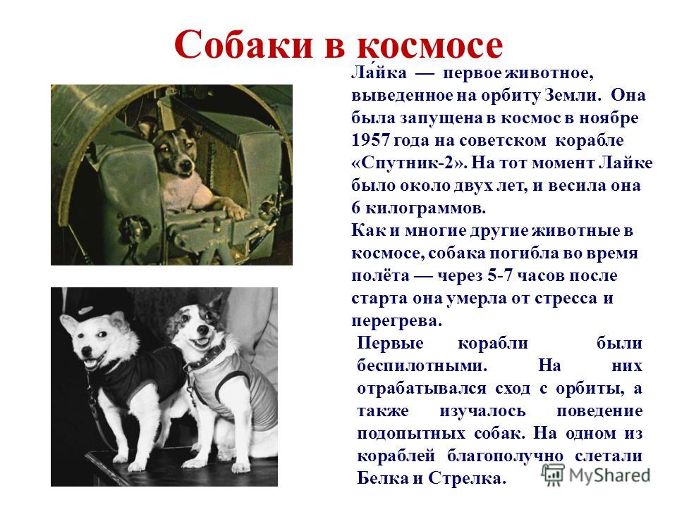 Собаки-космонавты - интересные факты - наука просто