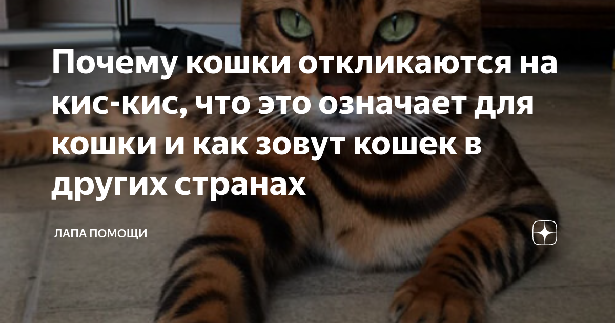 Почему кошки отзываются на "кис-кис"?