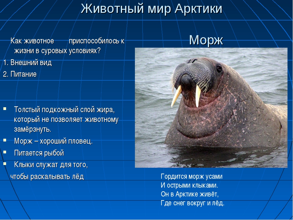 Морж: описание, образ жизни морского животного