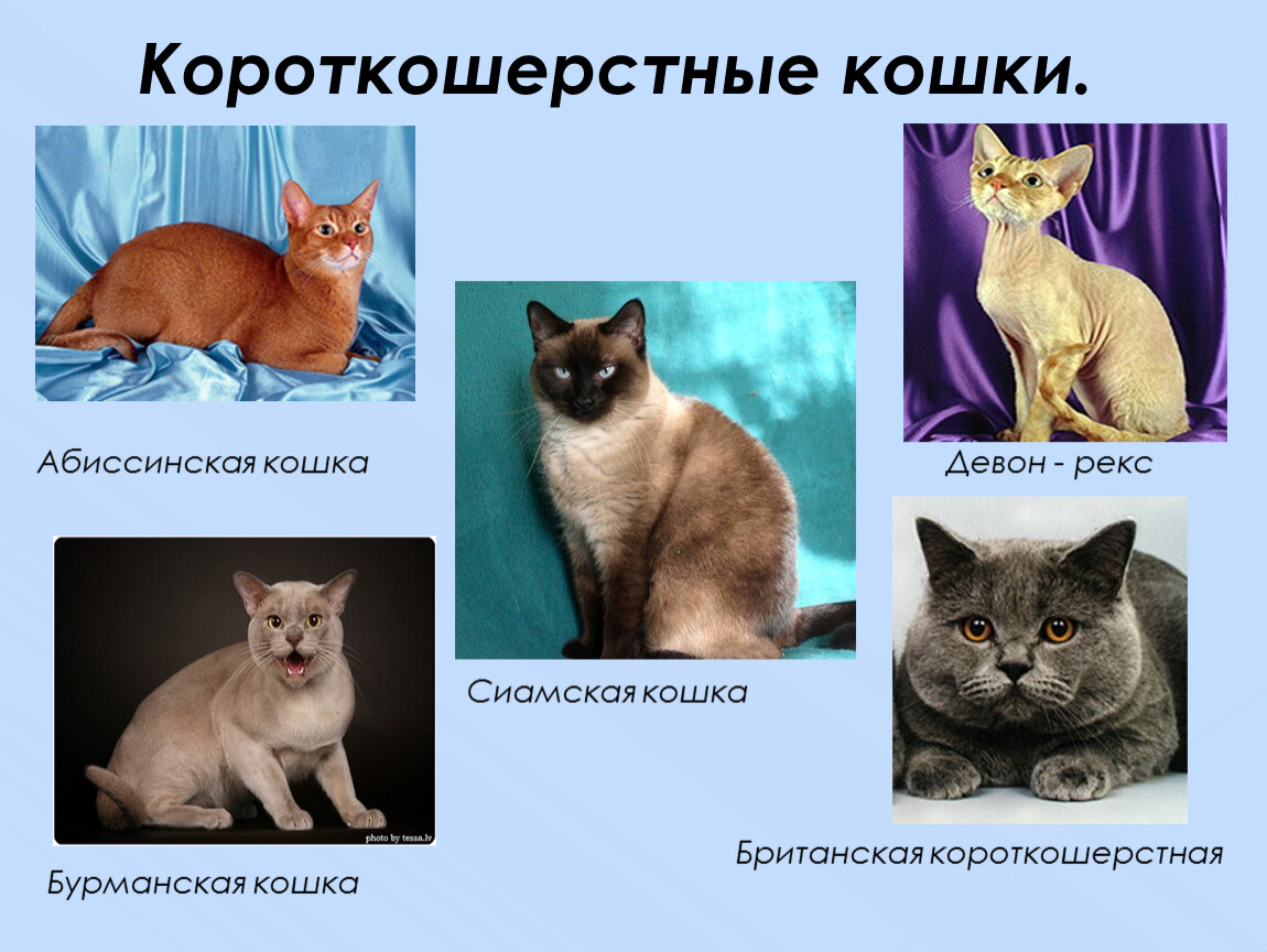 5 типов кошек. Разновидности кошек. Породы кошек с фотографиями и названиями. Породистые кошки и их названия. Породы домашних кошек с фотографиями.